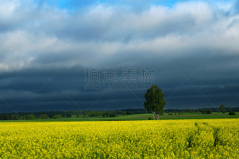 田地,油菜花,两只动物,在上面,积雨云,天空,暴风雨,水平画幅,芜菁,芸苔