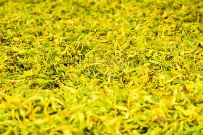 Ilang petals / Pétales de fleurs d'ylang ylang
