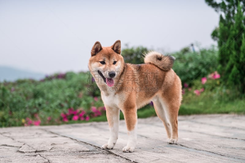 可爱的,小的,爱斯基摩犬,澳洲野狗,野狗,郊区,自然,水平画幅,地形,无人