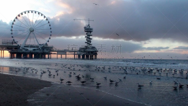 天空,欧洲,海牙,斯海弗宁恩,荷兰,海滩,风景,动物,鸟类,户外
