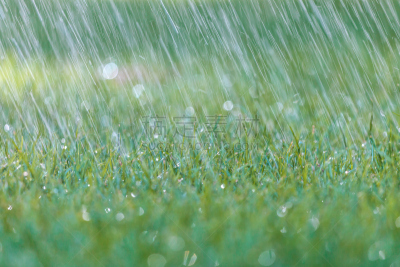 绿色,草,雨,清新,自然,水,草地,水平画幅,无人,雨滴