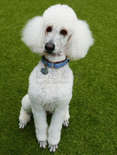 贵宾犬,后院,遛狗师,纯种犬,犬恶丝虫,肖像,受过训练的狗,狗,个人卫生用品,驯狗员