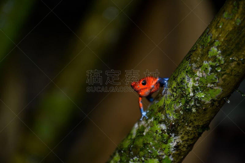 A strawberry colored “blue jeans” frog in rainforest