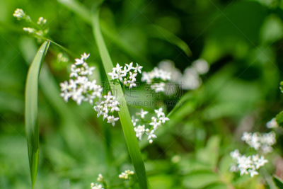 水香花菜,野生植物,自然美,森林,选择对焦,美,边框,水平画幅,马尼托巴湖,无人