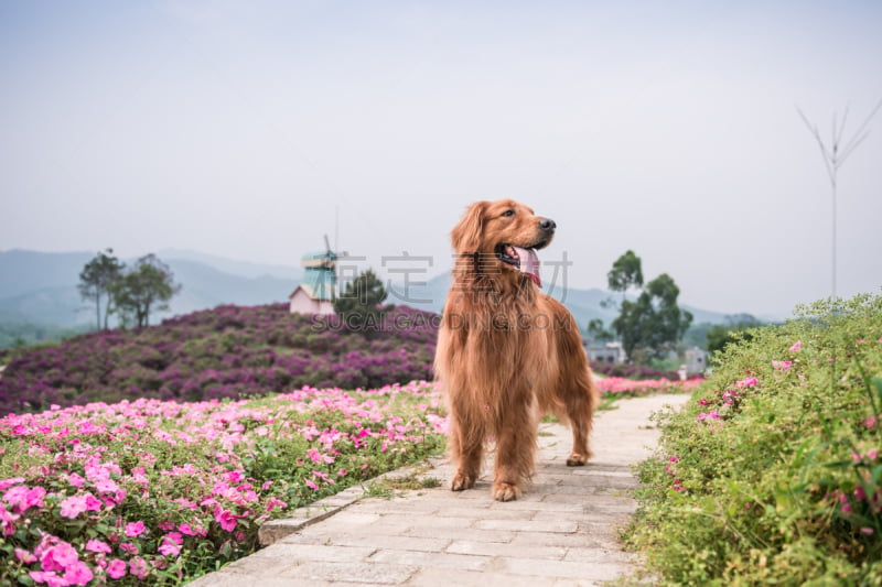 金毛寻回犬,派克大街,进行中,阿富汗猎犬,猎犬,郊区,寻回犬,自然,水平画幅,可爱的