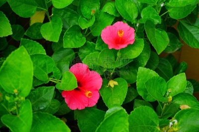 粉色,阿罗哈,月季,花柱头,雌蕊,雄蕊,美,水平画幅,无人,夏天