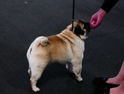小的,狗,培训课,牧羊犬,受过训练的狗,鼠猎犬,哈巴狗,与众不同,驯狗员