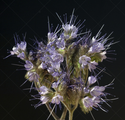 phacelia,pretty phacelia,水平画幅,无人,花序,健康保健,户外,背景分离,草药,草本