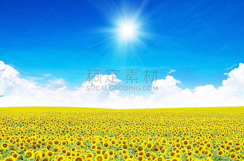 田地,向日葵,自然,天空,草地,水平画幅,地形,无人,蓝色,乌克兰