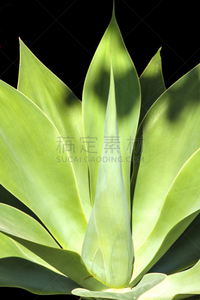 龙舌兰属植物,自然,日光,垂直画幅,尖的,无人,户外,化妆用品,特写,生长