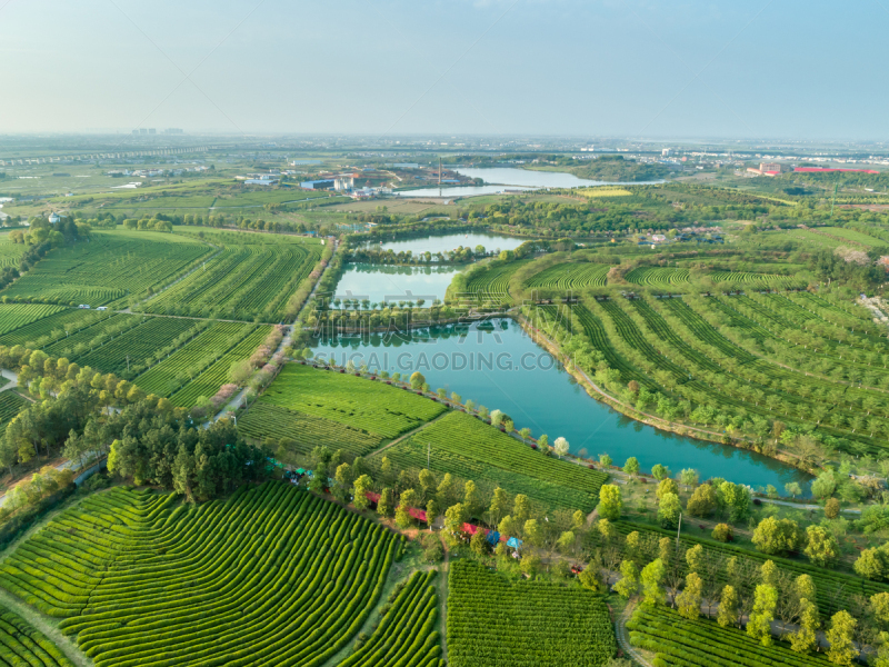 中国,绿色,日本茶道公园,欧洲赤松,生物学,农业,红茶,有机农庄,农场,户外