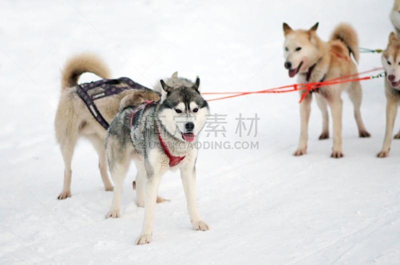 体育团队,运动,动物雪车,阿拉斯加雪橇犬,赛狗比赛,寒冷,纯种犬,西伯利亚,迅速,莱卡犬