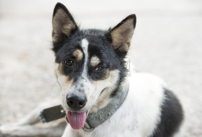 狗,张着嘴,爱斯基摩犬,西伯利亚哈士奇犬,威尔士柯基犬,亮色调,雪橇犬,牧羊犬,水平画幅,移开