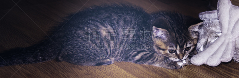 苏格兰,可爱的,背景分离,灰色,肖像,好奇心,哺乳纲,猫科动物,小的,动物