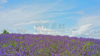 美瑛町,农业,熏衣草,景观设计,环境,云,天气,自然美,农场,植物