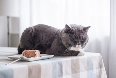 猫,灰色,间隔休息,尾巴,小猫,毛绒绒,纯种猫,水平画幅,动物身体部位,家具
