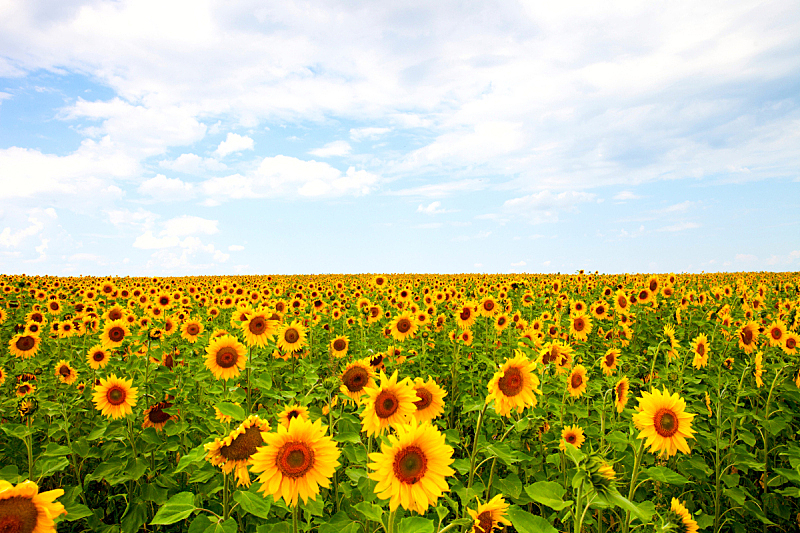 田地,向日葵,天空,水平画幅,无人,夏天,户外,仅一朵花,光,农业