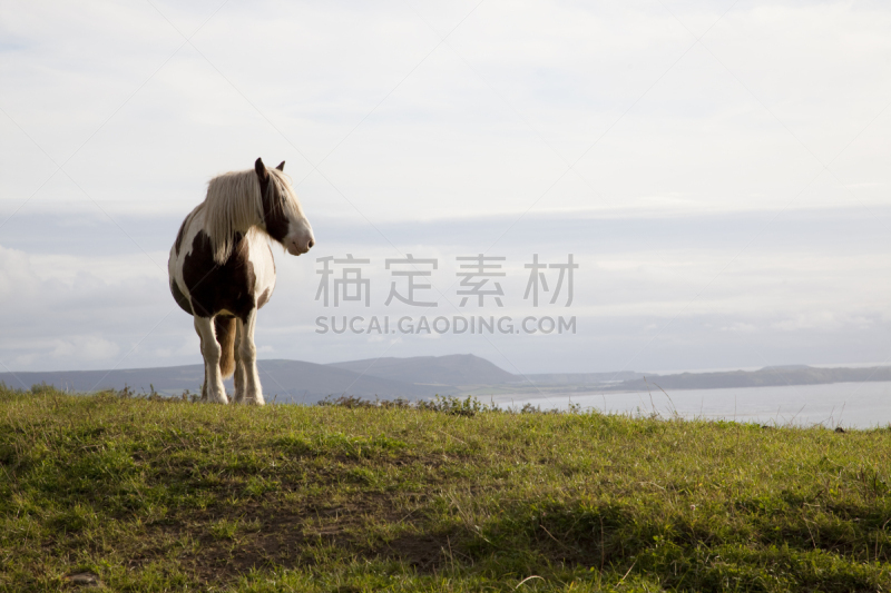 彩斑马,田地,骓,水平画幅,山,偏远的,户外,小马,一只动物,草地围场