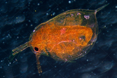 水蚤,动物,显微镜,细胞核,动物嘴,水平画幅,微生物学,动物学,海产,科学