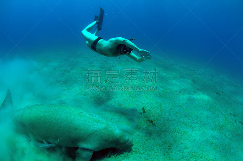 海牛,浮潜,男人,深的,运动,野生动物,图像,海洋,哺乳纲,动物
