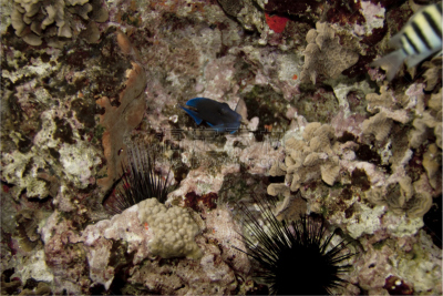 礁石,特写,加勒比海地区,blue tang fish,科苏梅尔,石帆珊瑚虫,海胆,自然,水,水平画幅