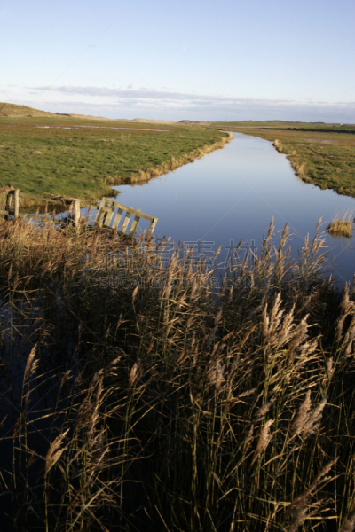 Cley next the Sea,自然保护区,沼泽,垂直画幅,水,野生动物,无人,鸟类,观鸟,野外动物