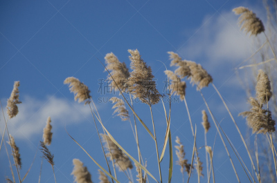 潘帕斯大草原,掸子,天空,水平画幅,无人,蓝色,摄影