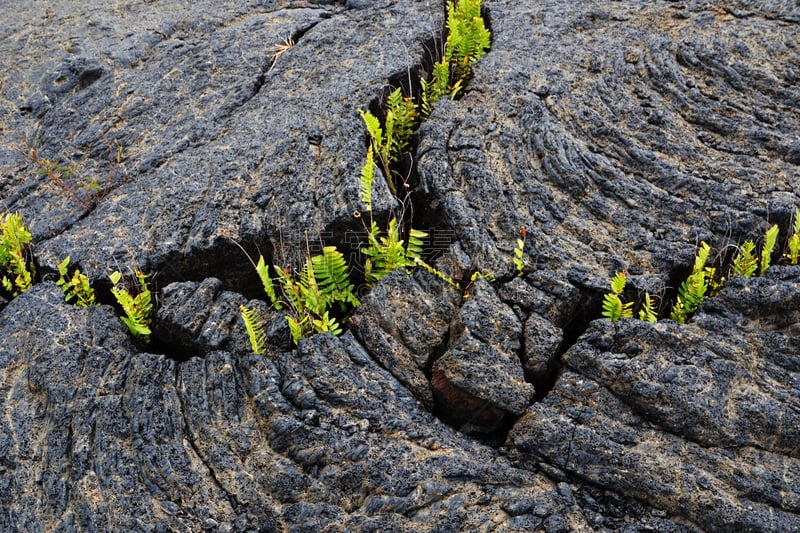 蕨类,夏威夷大岛,忍耐力,太平洋岛屿,几劳亚活火山,热带气候,环境,火山岩,春天,夏威夷火山国家公园