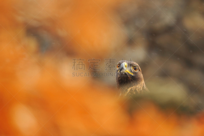 金雕,肖像,美,褐色,食肉鸟,水平画幅,雪,符号,鸟类,动物身体部位