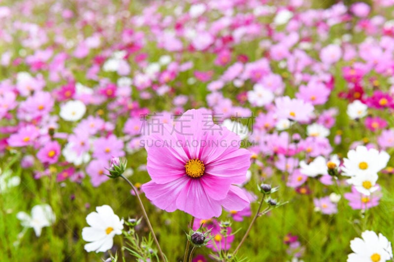 非洲万寿菊,栽培大波斯菊,甘孜藏族自治州,四川省,墨西哥,万寿菊,大波斯菊,花