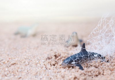 渔网,小海豚,缠结的,夏天,塑胶,身体受伤,损坏的,垃圾,概念,机敏