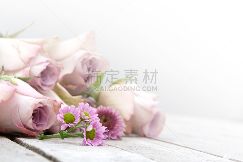 玫瑰,静物,雏菊,蜡笔画,水香花菜,水平画幅,迈克尔罗森,浪漫,夏天,生日