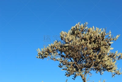 荷荷巴,三叶杨,选择对焦,进口标志,活力,安静,浪漫,云,植物,欢乐