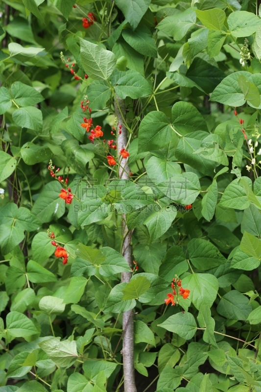 红色,大特写,植物群,蔬菜,芝加哥云门,农业,菜园,垂直画幅,食品,图像