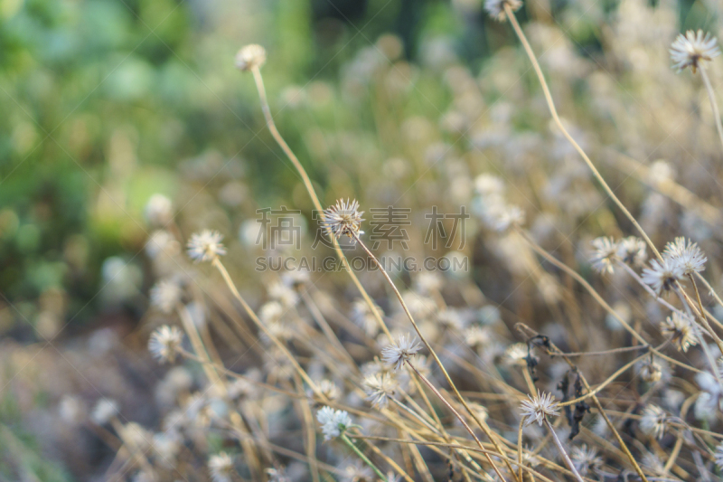 秋天,自然美,野花,田地,户外,季节,形状,椭圆形,金色,黄色