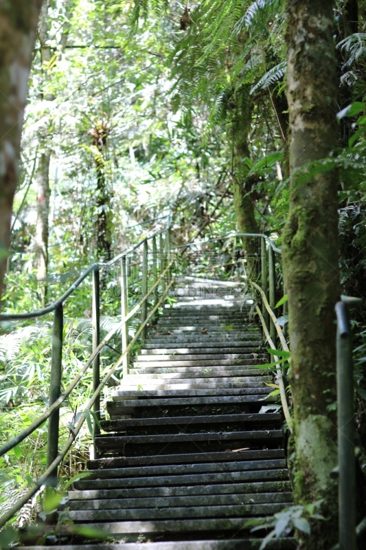 Stairway in the forest - National Park Teresópolis Brazil