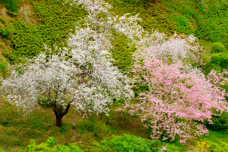 野苹果树,花朵,布查特花园,海棠,温哥华岛,苹果花,自然,温带的花,水平画幅,地形