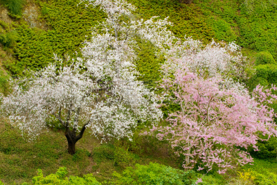 野苹果树,花朵,布查特花园,海棠,温哥华岛,苹果花,自然,温带的花,水平画幅,地形