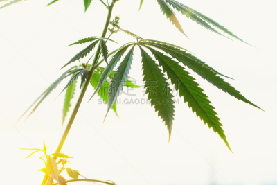 概念,替代医药,植物群,香熏油,日落,田地,生长,日落