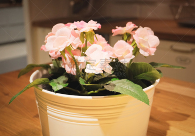 人造的,粉色,自然美,玫瑰,锅,水平画幅,枝繁叶茂,浪漫,塑胶,泰国