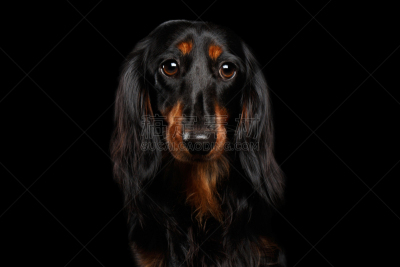 腊肠犬,黑色背景,猎犬,短发,美,褐色,水平画幅,无人,动物身体部位,头发特征