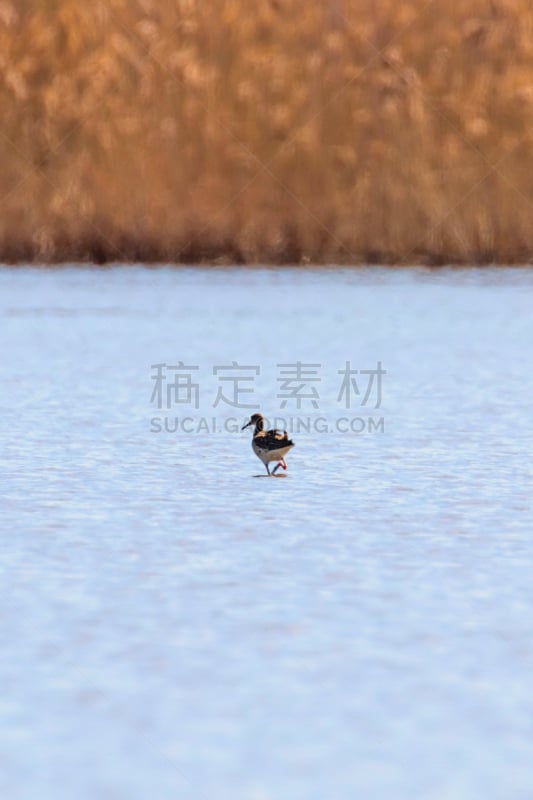 水禽,流苏鹬,可爱的,防水长靴,野生动物,环境,动物,鸟类,湖,户外