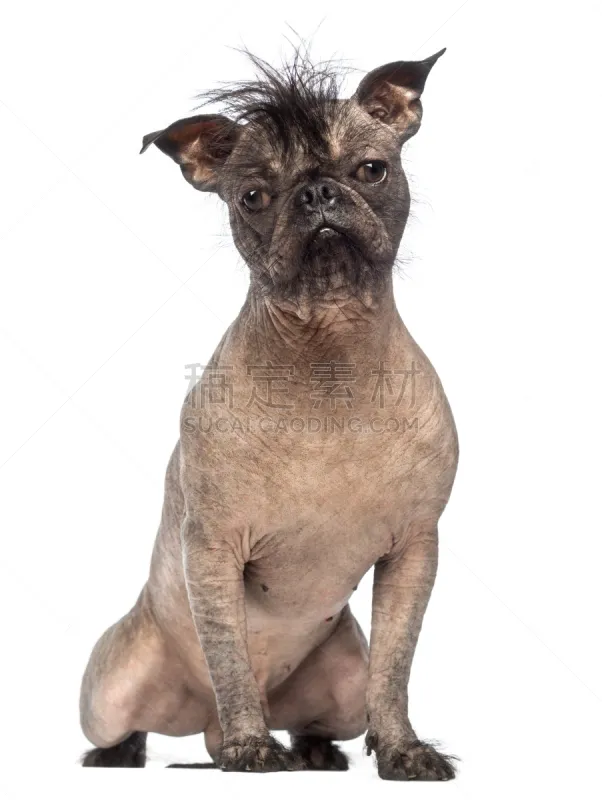 法国斗牛犬 动物无毛的表皮 杂种狗 在之间 多样 垂直画幅 正面视角 注视镜头 无人 动物身体部位图片素材下载 稿定素材 法国斗牛犬 动物无毛的表皮 杂种狗 在之间 多样 垂直画幅 正面视角 注视镜头 无人 动物身体部位图片素材下载 稿定素材