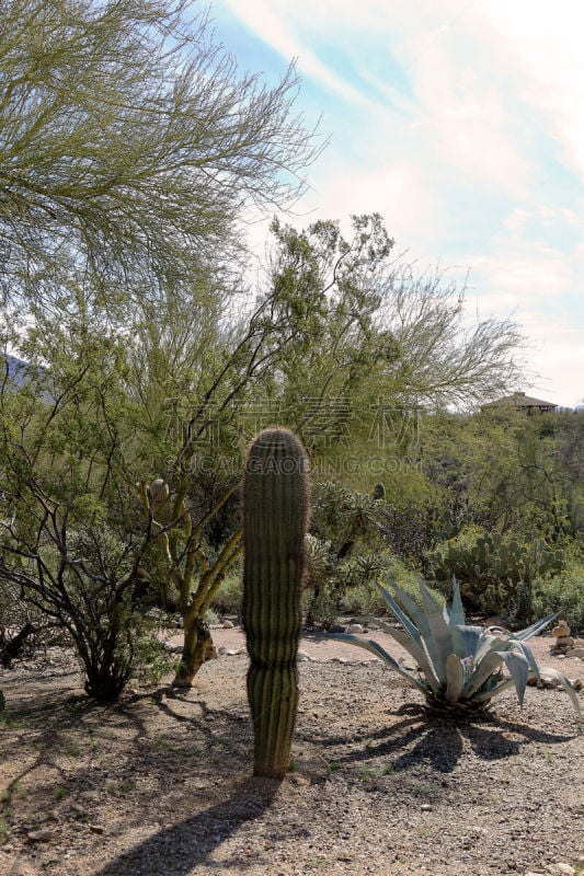 Beautiful landscape with cactus and trees on foreground in Westward﻿ Look ﻿Wyndham Grand Resort, Tucson, Arizona.