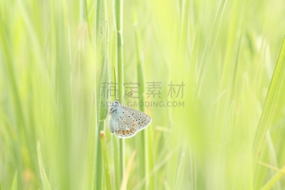 蝴蝶,特写,早晨,动物身体部位,夏天,草,明亮,刀刃草,蛾,彩色图片