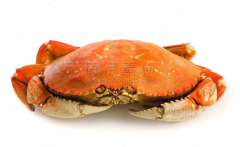 螃蟹,白色,分离着色,白色背景,煮食,背景分离,海产,食物状态,饮食