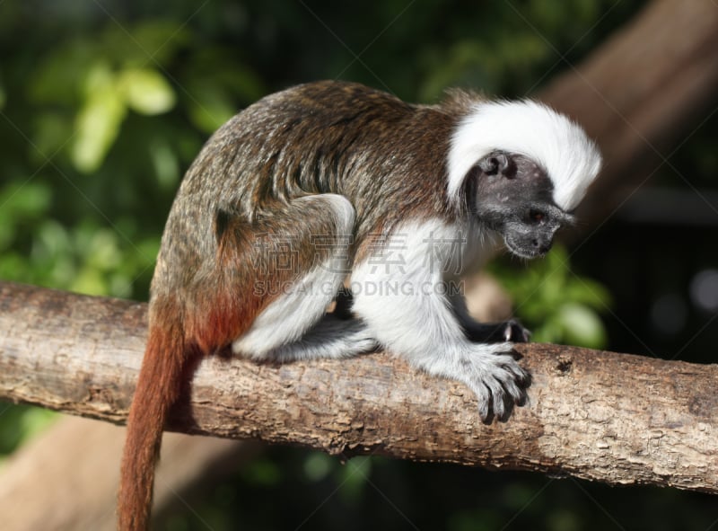 cotton-top tamarin,绢毛猴,自然,留白,水平画幅,无人,猴子,特写,哺乳纲,动物