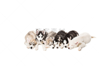 小狗,人群,纯种犬,分离着色,多伦多壮汉队,白色背景,西伯利亚哈士奇犬,雪橇犬,莱卡犬,西伯利亚