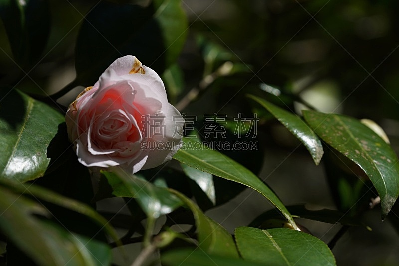 茶梅 粉色 光 平和 环境 仅一朵花 公园 自然美 茶花 户外图片素材下载 稿定素材