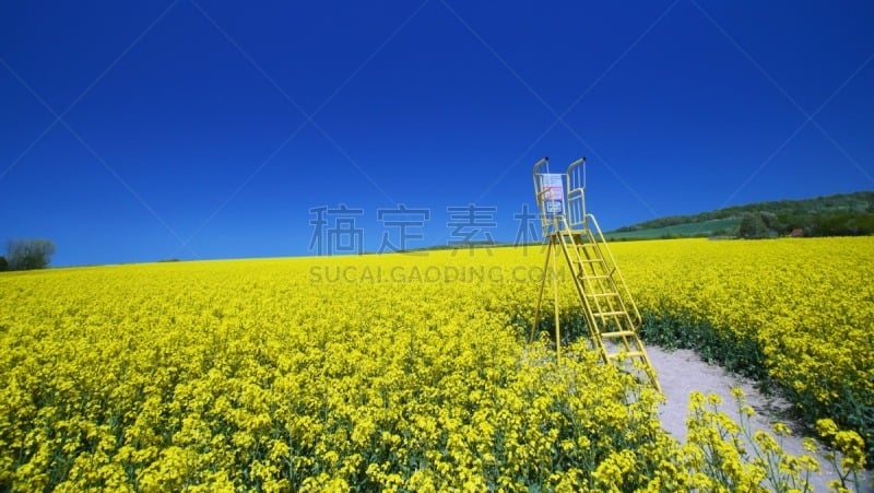 黄色,田地,旅行者,非都市风光,田园风光,地形,户外,四季,夏天,春天